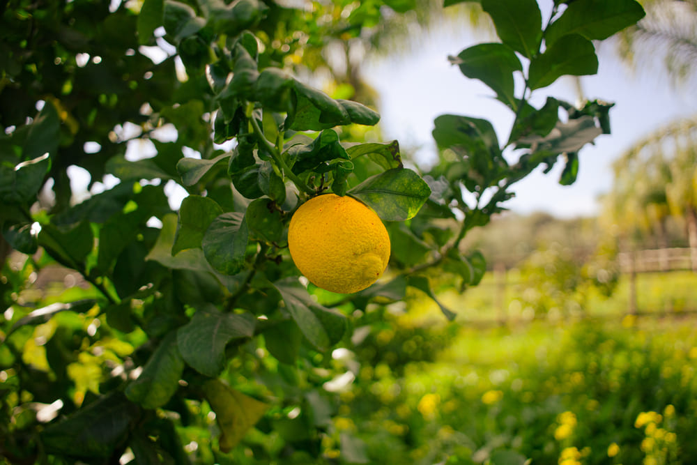 limone primofiore